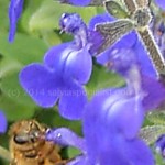 Marine Blue bee copy